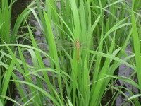 �ȥ�ܤ����ӻϤ�ޤ����� 