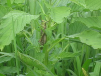 �Ǥ������ȥΥ��ޥХå� 