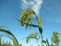 �����ɤ�륭�Ӥ��� 