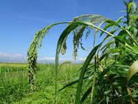 �����¤�Ϥ���ޤ����� 