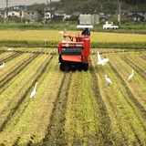 ���饵���⽸�ޤäƤ��ޤ� 