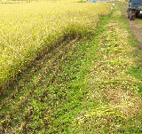 ���Ƽ괢�� 