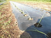 �̤ͤ����꿢 