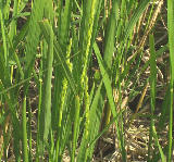 ������塢������ޤ��椬�Ф롣 