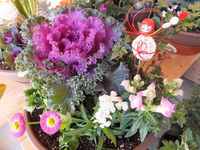 �����ݥ� 