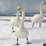 �����Ӥ���Ļ���� 