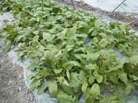 ������ۤ������ 