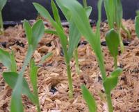 ��ޤ��򤷤ޤ��� 