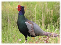 ������ͺ 