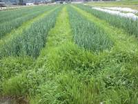 ���ͤȤ��ͤδ֤�����ʪã������ʪ�ν��ߤ��Ǥ� 