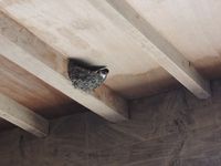 �ĥХ�λҰ�Ƥ�Ϥޤ�ޤ����� 