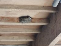 ��ǯ��ĥХ᤬��ä���ޤ����� 