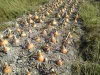 ��ǯ�Ϻ���ν���( ���) 