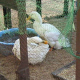 ���ҥ뤿���Ⲱ���� 