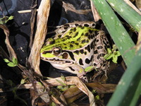 �Ȥ����ʤä��ΤǤ��ä������Фޤ��Ǥ� 