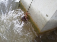 ���襤�����ʥ��塞�� 