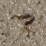 �Ĥ�ܤˤ��ä����ɥ��祦�� 