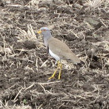 �Ĥ�ܤ��⤹�륱�� 