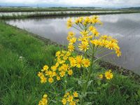 �ͤϲ�����Ǥ��� 