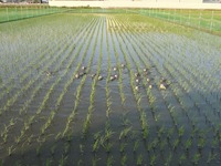 ���⸵���Ǥ��� 