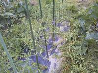 ���å���Ȥ��ޤ����� 