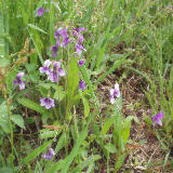 ƻü�˺餯���ߥ� 