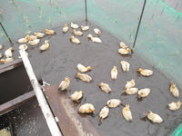 ���������Ĥ�ܤǥ������ߥ󥰥��å��档 