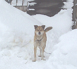 ��ǯ������ 