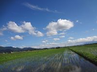 �ޤ�ǿ��ƤǤ��� 