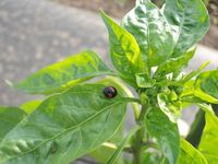 �ԡ��ޥ�˥ƥ�ȥ��ॷ 