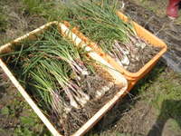 ��å��祦���ϡ� 