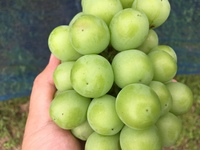 �ޤ��Ĥ������礭���ʤäƤޤ� 