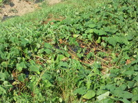 �򤬸Ϥ줽���� 