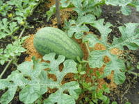 �᤯�礭���ʤ��졣 