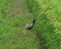 ������ͷ�Ӥ���ޤ��� 