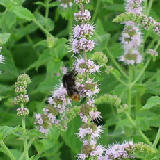 �ߥ�Ȥβ֤˥ߥĥХ� 