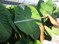 �礭�ʿ�̽���뤫�ʡ� 