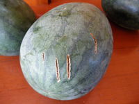 �ޤ��������޺��� 