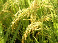 �����˥������� 