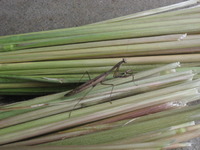 �Ĥ�ܤ˥��ޥ��� 