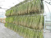 ���Ƥϼ괢��Ǥ��� 