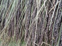 ���津����Ǥ��� 