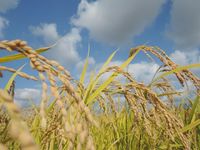 ͭ�����ݥ����˥��� 