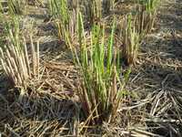 ��κ��������Ƥޤ��Τǡ��ޤ��������ޤ��� 