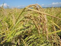 ͭ�������䳫�Ϥ��ޤ����� 