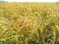 �¤ä�����ΤϤʤΰ��� 