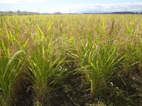 ͭ�����ݥ����˥��� 