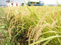 ͭ�����ݤ���ΤϤʤ��� 