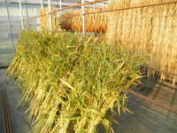 �����ä��ϥȥ८ 