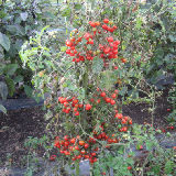 �ߥ˥ȥޥ������� 